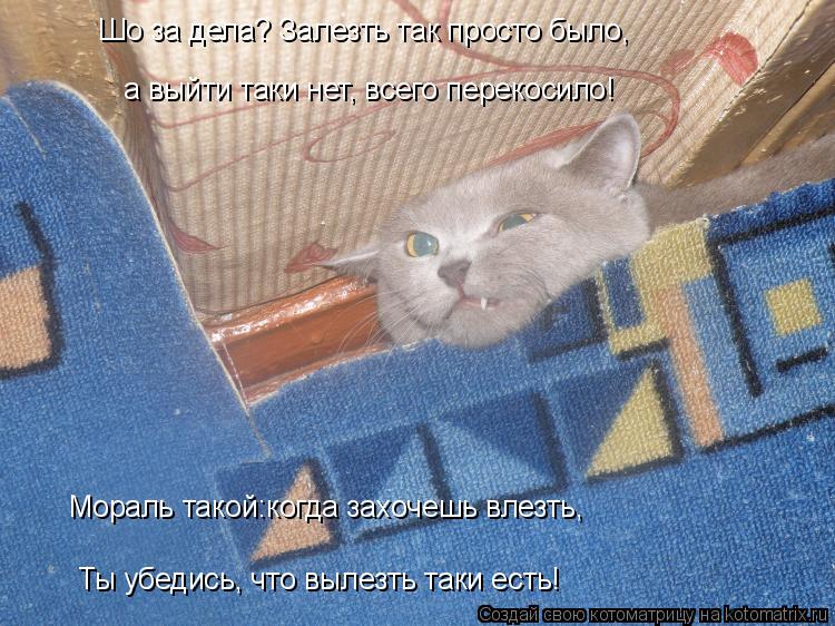 Котоматрица: Шо за дела? Залезть так просто было, а выйти таки нет, всего перекосило! Мораль такой:когда захочешь влезть, Ты убедись, что вылезть таки есть