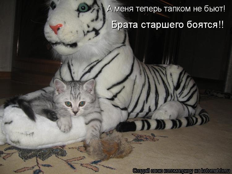 А меня теперь тапком не бьют! Брата старшего боятся!!... Котоматрица: А меня теперь тапком не бьют! Брата старшего боятся!!