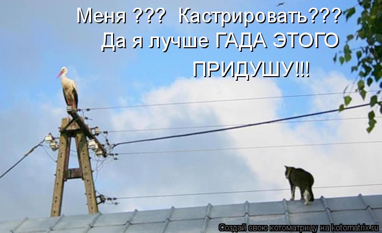 Да я лучше ГАДА ЭТОГО ПРИДУШУ!!! Меня ??? Кастрировать???... Котоматрица: Да я лучше ГАДА ЭТОГО ПРИДУШУ!!! Меня ??? Кастрировать???