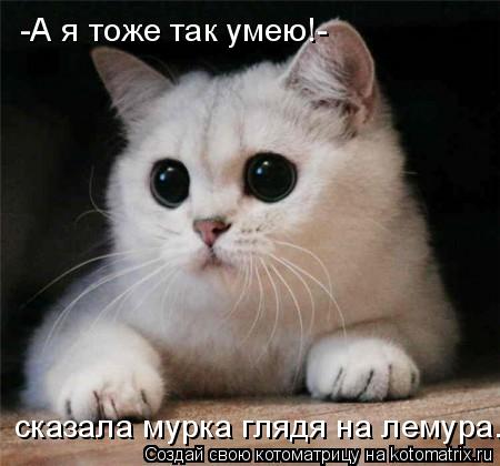 -А я тоже так умею!- сказала мурка глядя на лемура.... Котоматрица: -А я тоже так умею!- сказала мурка глядя на лемура.