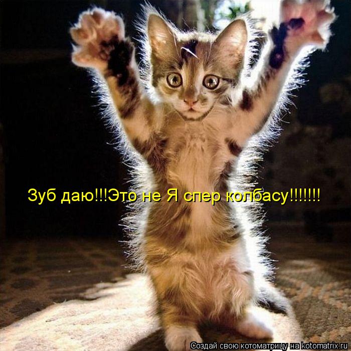 Зуб даю!!!Это не Я спер колбасу!!!!!!!... Котоматрица: Зуб даю!!!Это не Я спер колбасу!!!!!!!
