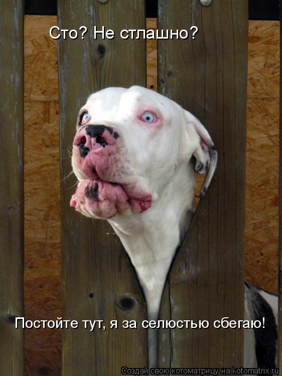 Сто? Не стлашно? Постойте тут, я за селюстью сбегаю!... Котоматрица: Сто? Не стлашно? Постойте тут, я за селюстью сбегаю!