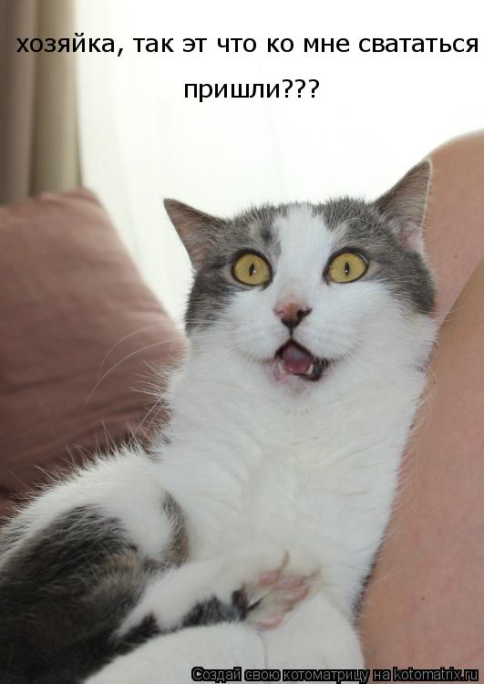 хозяйка, так эт что ко мне свататься пришли???... Котоматрица: хозяйка, так эт что ко мне свататься пришли???