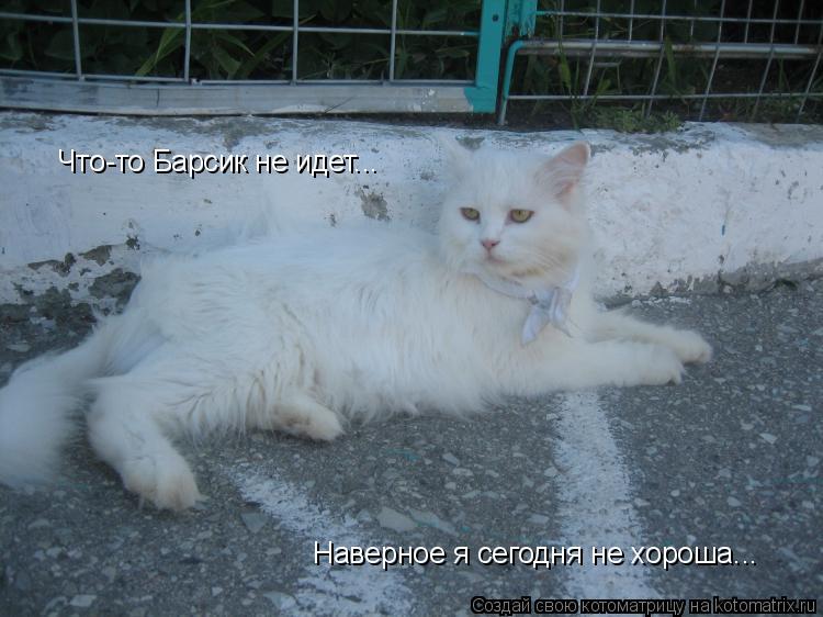Что-то Барсик не идет... Наверное я сегодня не хороша...... Котоматрица: Что-то Барсик не идет... Наверное я сегодня не хороша...