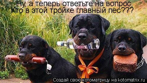 Ну, а теперь ответьте на вопрос, Кто в этой тройке главный пес???... Котоматрица: Ну, а теперь ответьте на вопрос, Кто в этой тройке главный пес???
