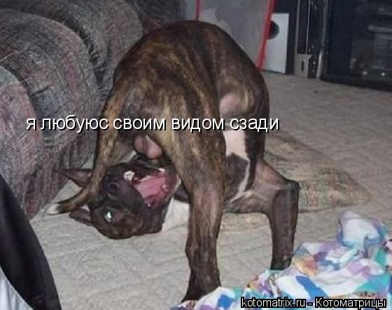 я любуюс своим видом сзади... Котоматрица: я любуюс своим видом сзади