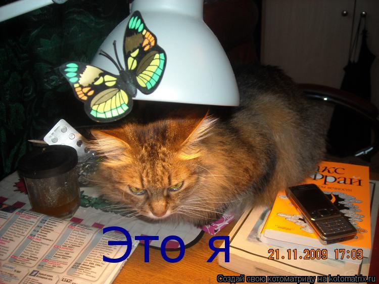 Это я... Котоматрица: Это я