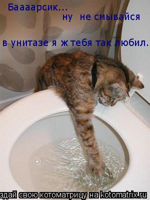 Баааарсик... ну не смывайся в унитазе я ж тебя так любил...... Котоматрица: Баааарсик... ну не смывайся в унитазе я ж тебя так любил...