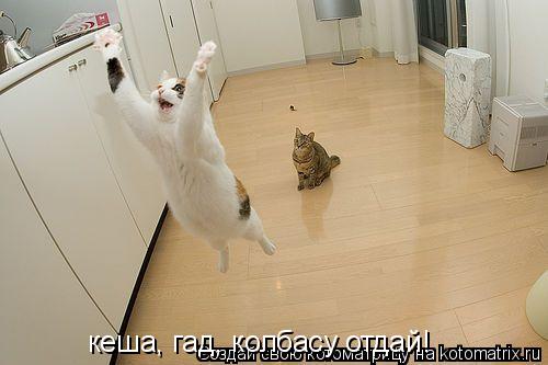 кеша, гад, колбасу отдай!... Котоматрица: кеша, гад, колбасу отдай!