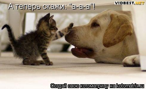 А теперь скажи: "а-а-а"!... Котоматрица: А теперь скажи: "а-а-а"!