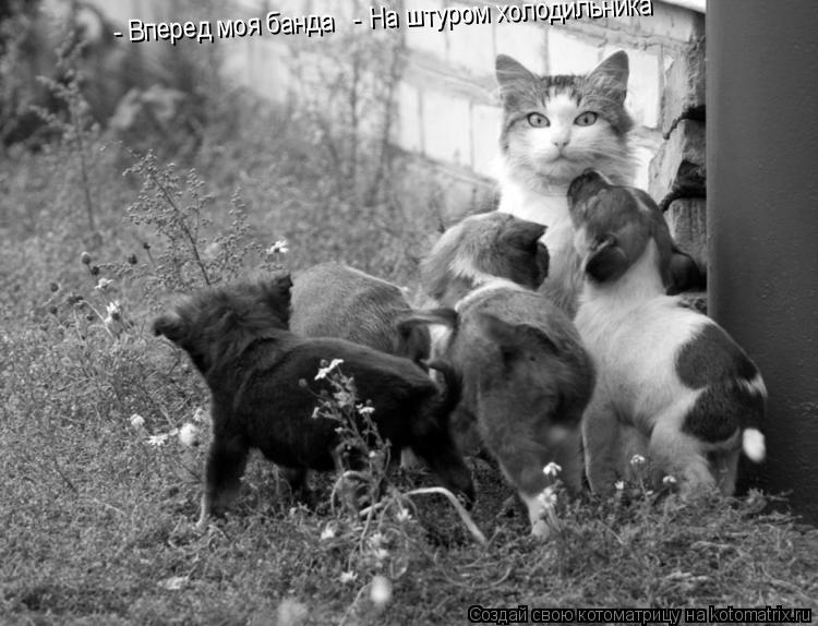 - Вперед моя банда - На штуром холодильника... Котоматрица: - Вперед моя банда - На штуром холодильника