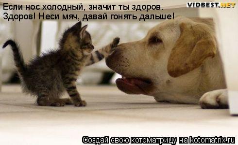 Если нос холодный, значит ты здоров. Здоров! Неси мяч, давай гонять дальше!... Котоматрица: Если нос холодный, значит ты здоров. Здоров! Неси мяч, давай гонять дальше!
