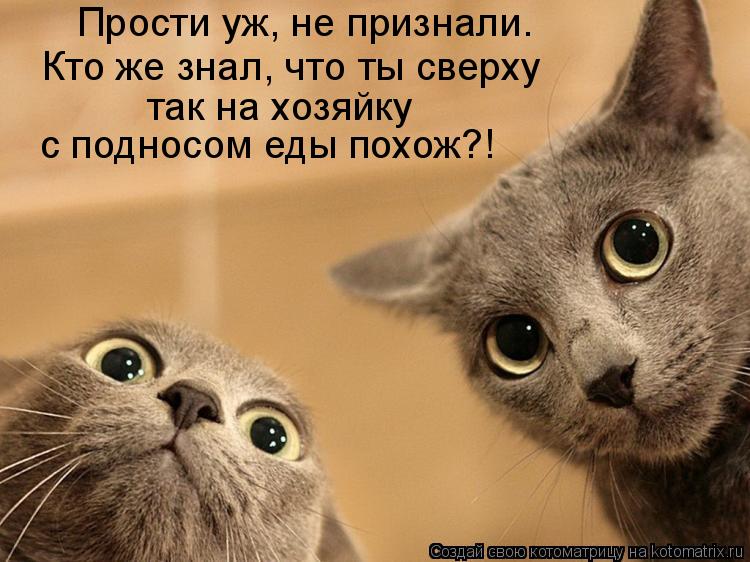 Кто же знал, что ты сверху Прости уж, не признали. так на хозяйку с подносом еды похож?!... Котоматрица: Кто же знал, что ты сверху Прости уж, не признали. так на хозяйку с подносом еды похож?!