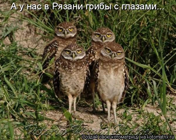 Котоматрица: А у нас в Рязани грибы с глазами...