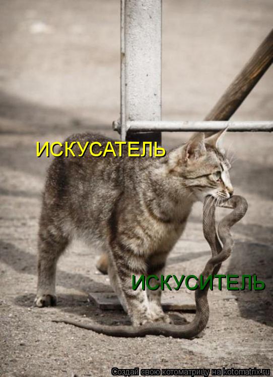 ИСКУСИТЕЛЬ ИСКУСАТЕЛЬ... Котоматрица: ИСКУСИТЕЛЬ ИСКУСАТЕЛЬ