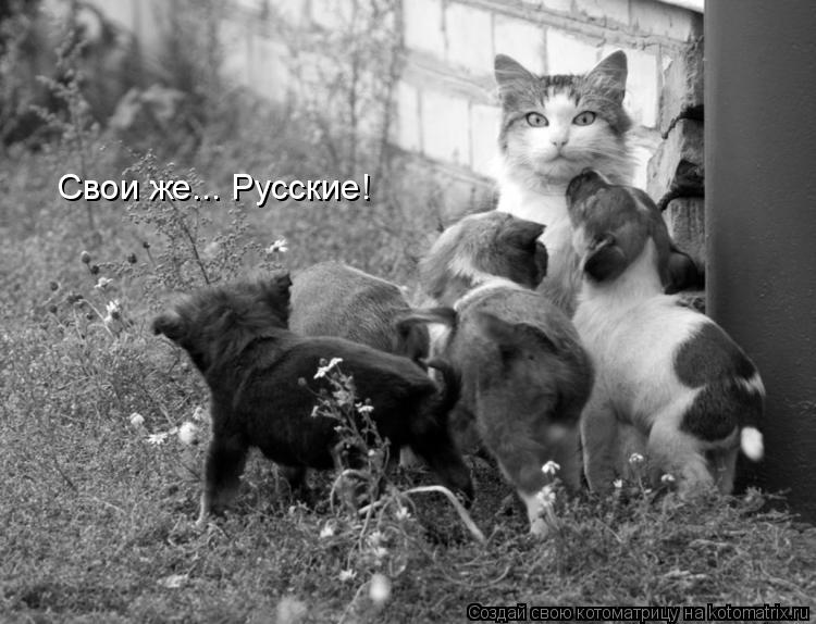 Свои же... Русские!... Котоматрица: Свои же... Русские!