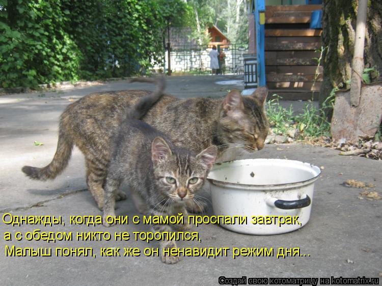 Однажды, когда они с мамой проспали завтрак, а с обедом никто не торопился, Малыш понял, как же он не... Котоматрица: Однажды, когда они с мамой проспали завтрак, а с обедом никто не торопился, Малыш понял, как же он ненавидит режим дня...