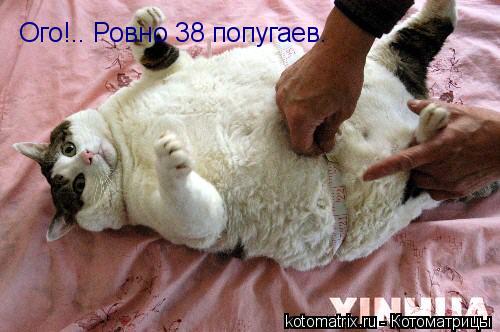 Ого!.. Ровно 38 попугаев.... Котоматрица: Ого!.. Ровно 38 попугаев.