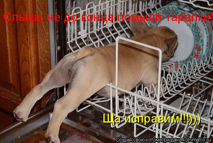 Слышь не до конца помыли тарелки! Ща исправим!!!)))... Котоматрица: Слышь не до конца помыли тарелки! Ща исправим!!!)))