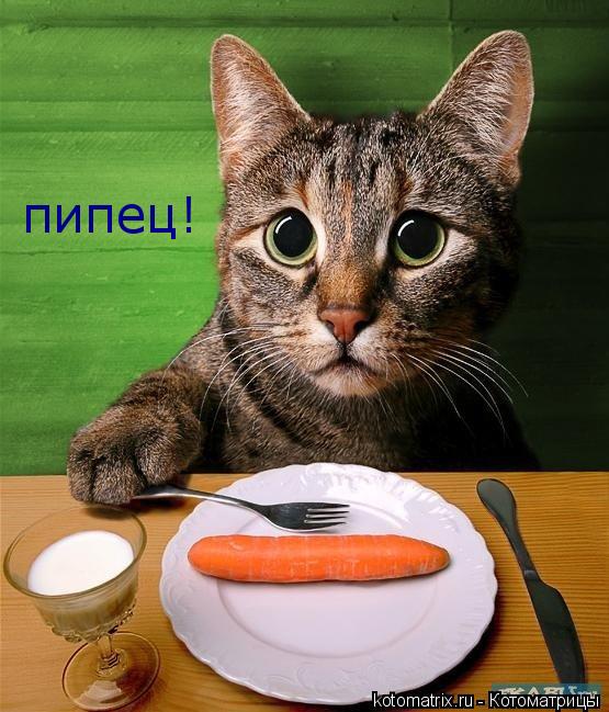 пипец!... Котоматрица: пипец!