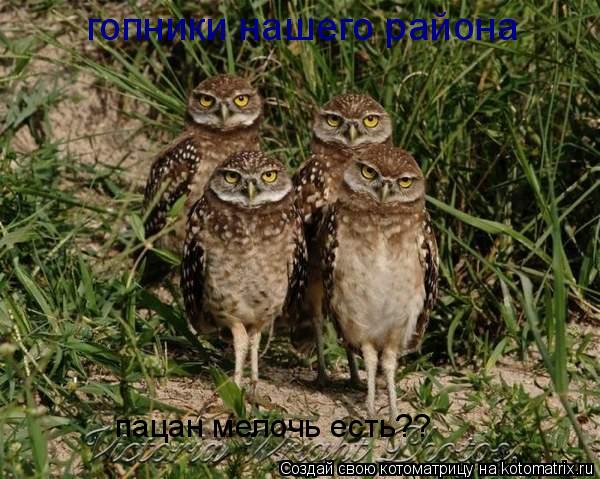 пацан мелочь есть?? гопники нашего района... Котоматрица: пацан мелочь есть?? гопники нашего района