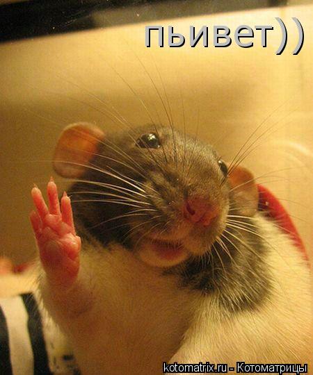 пьивет))... Котоматрица: пьивет))