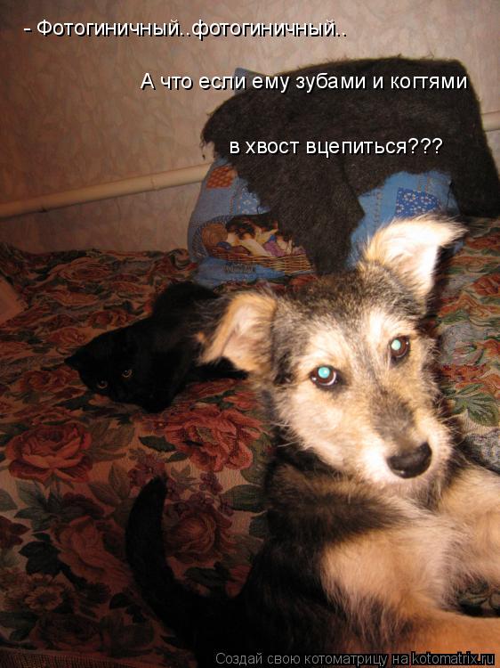 - Фотогиничный..фотогиничный.. А что если ему зубами и когтями в хвост вцепиться???... Котоматрица: - Фотогиничный..фотогиничный.. А что если ему зубами и когтями в хвост вцепиться???