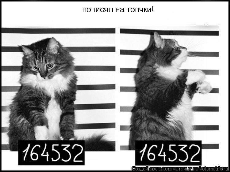 пописял на топчки!... Котоматрица: пописял на топчки!