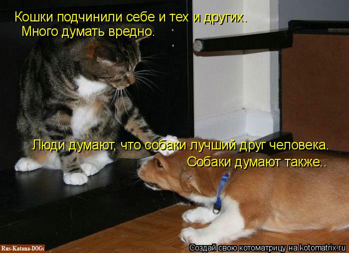 Люди думают, что собаки лучший друг человека. Собаки думают также.. Кошки подчинили себе и тех и друг... Котоматрица: Люди думают, что собаки лучший друг человека. Собаки думают также.. Кошки подчинили себе и тех и других. Много думать вредно.
