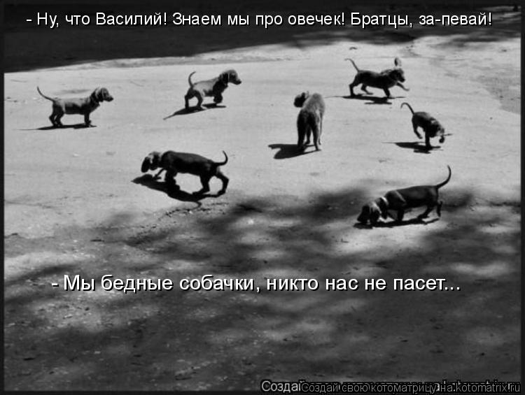 - Ну, что Василий! Знаем мы про овечек! Братцы, за-певай! - Мы бедные собачки, никто нас не пасет...... Котоматрица: - Ну, что Василий! Знаем мы про овечек! Братцы, за-певай! - Мы бедные собачки, никто нас не пасет...