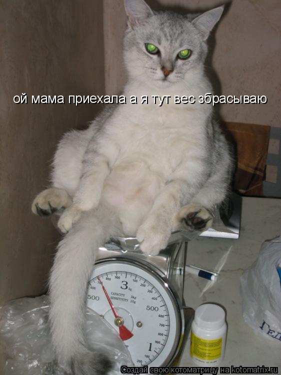 ой мама приехала а я тут вес збрасываю... Котоматрица: ой мама приехала а я тут вес збрасываю