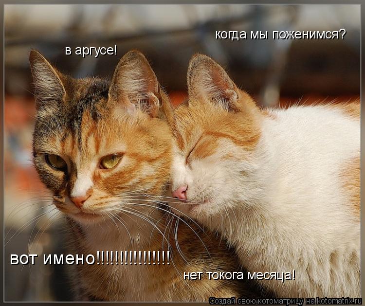 когда мы поженимся? в аргусе! нет токога месяца! вот имено!!!!!!!!!!!!!!!!... Котоматрица: когда мы поженимся? в аргусе! нет токога месяца! вот имено!!!!!!!!!!!!!!!!