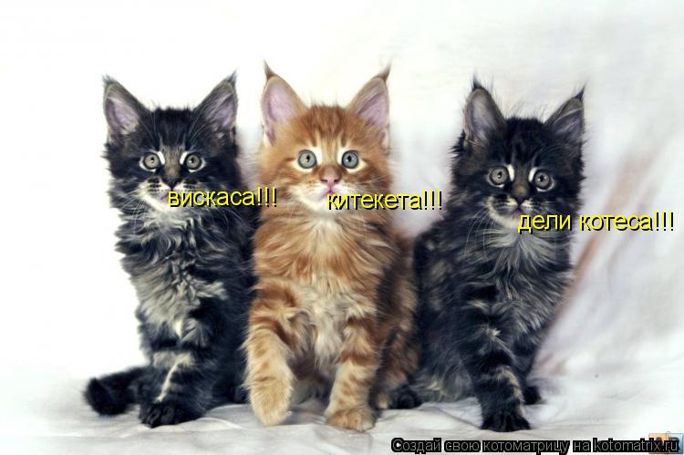 вискаса!!! китекета!!! дели котеса!!!... Котоматрица: вискаса!!! китекета!!! дели котеса!!!