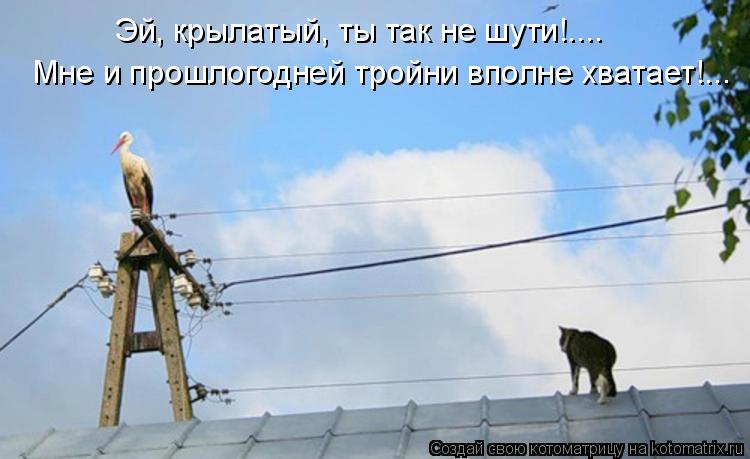 Котоматрица: Эй, крылатый, ты так не шути!.... Мне и прошлогодней тройни вполне хватает!...