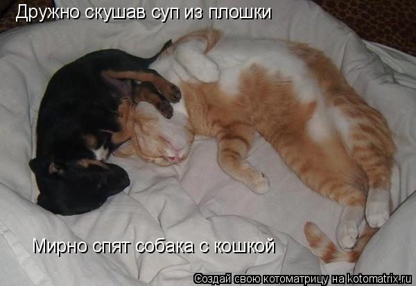 Дружно скушав суп из плошки Мирно спят собака с кошкой... Котоматрица: Дружно скушав суп из плошки Мирно спят собака с кошкой