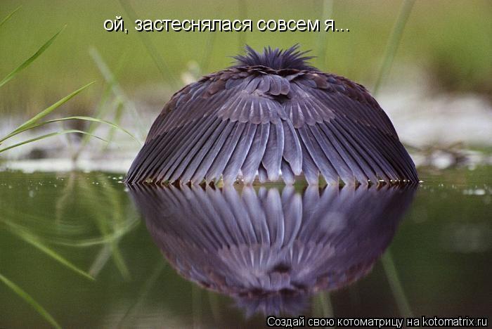 Котоматрица: ой, застеснялася совсем я...