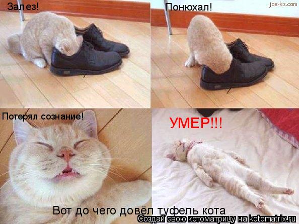 Котоматрица: Залез! Понюхал! Потерял сознание! УМЕР!!! Вот до чего довёл туфель кота