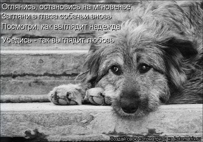 Котоматрица: Оглянись, остановись на мгновенье,  Загляни в глаза собачьи вновь Посмотри, как выглядит надежда Убедись - так выглядит любовь