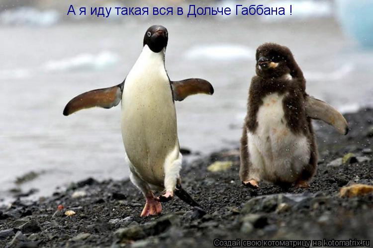 Котоматрица: А я иду такая вся в Дольче Габбана !