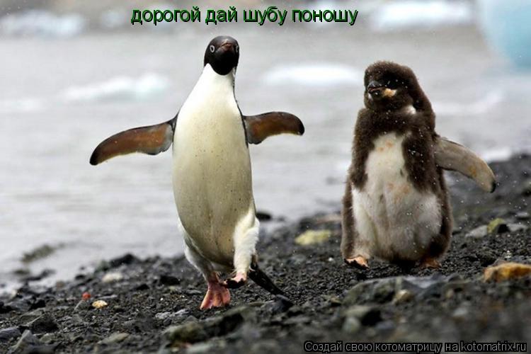 Котоматрица: дорогой дай шубу поношу