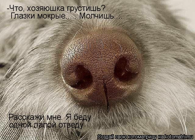 Котоматрица: -Что, хозяюшка грустишь? Глазки мокрые..... Молчишь.... Расскажи мне. Я беду одной лапой отведу