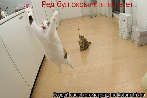 Ред бул окрыля-я-яе-е-ет..... Котоматрица: Ред бул окрыля-я-яе-е-ет..