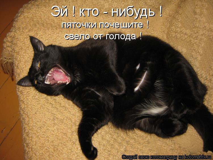 Эй ! кто - нибудь ! пяточки почешите ! свело от голода !... Котоматрица: Эй ! кто - нибудь ! пяточки почешите ! свело от голода !