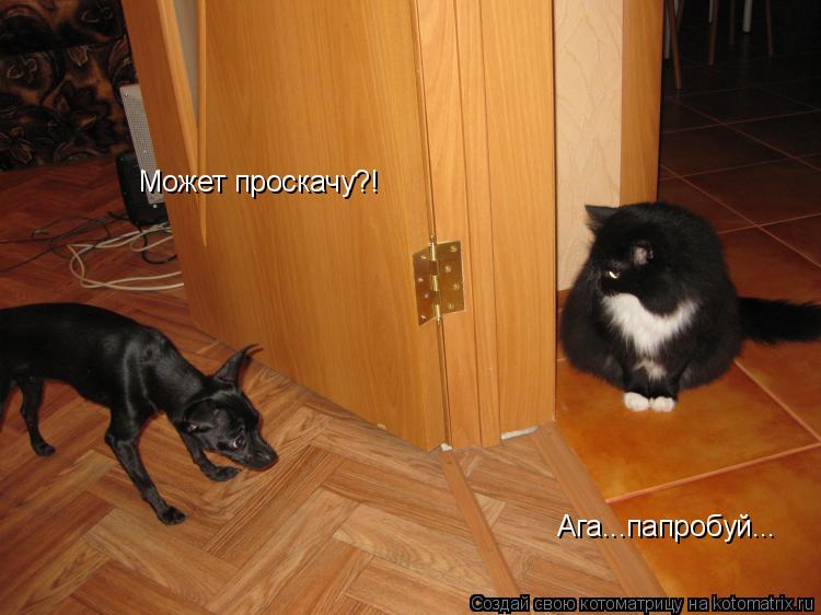 Котоматрица: Может проскачу?! Ага...папробуй...