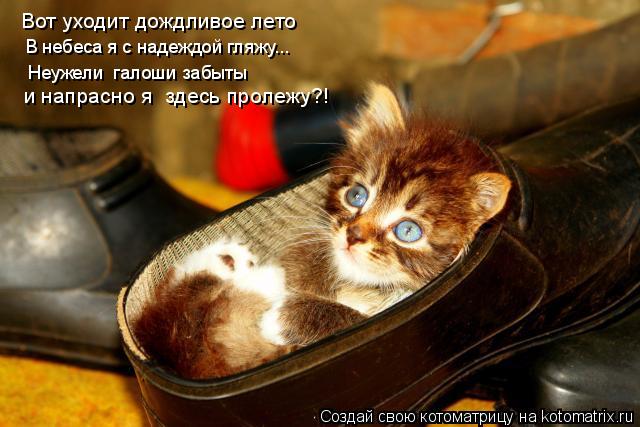Вот уходит дождливое лето В небеса я с надеждой гляжу... Неужели галоши забыты и напрасно я здесь ... Котоматрица: Вот уходит дождливое лето В небеса я с надеждой гляжу... Неужели галоши забыты и напрасно я здесь пролежу?!