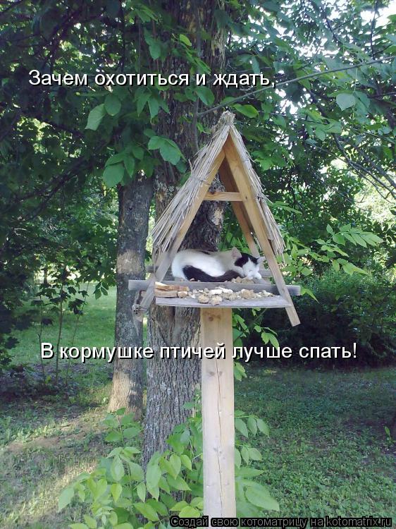 Зачем охотиться и ждать, В кормушке птичей лучше спать!... Котоматрица: Зачем охотиться и ждать, В кормушке птичей лучше спать!