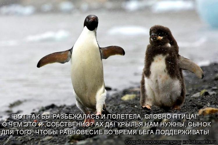 Котоматрица: "ВОТ ТАК БЫ РАЗБЕЖАЛАСЬ И ПОЛЕТЕЛА, СЛОВНО ПТИЦА!" О ЧЕМ ЭТО Я ,СОБСТВЕННО? АХ ДА! КРЫЛЬЯ НАМ НУЖНЫ, СЫНОК ДЛЯ ТОГО, ЧТОБЫ РАВНОВЕСИЕ ВО ВРЕМЯ Б
