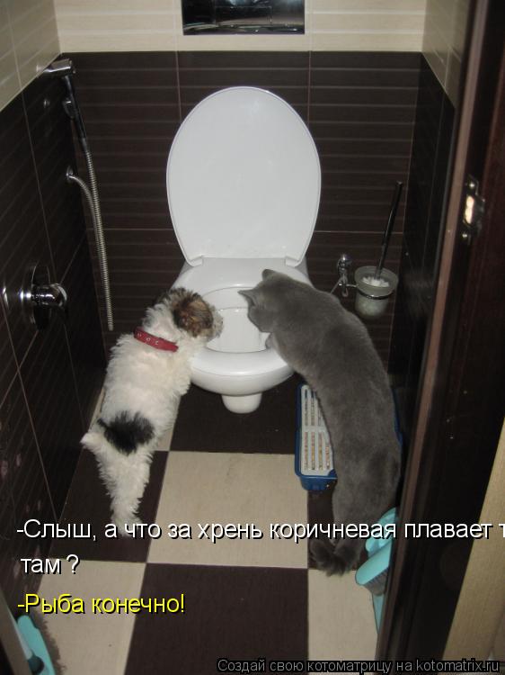 Котоматрица: -Слыш, а что за хрень коричневая плавает там? там ? -Рыба конечно!