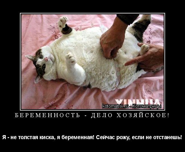 Беременность - дело Хозяйское! Я - не толстая киска, я беременная! Сейчас рожу, если не отстанешь!... Котоматрица: Беременность - дело Хозяйское! Я - не толстая киска, я беременная! Сейчас рожу, если не отстанешь!