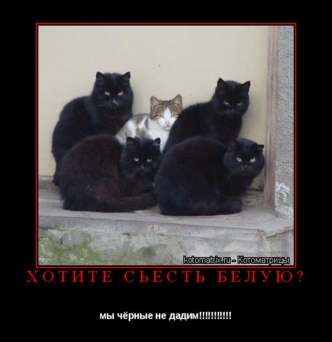Котоматрица: хотите сьесть белую? мы чёрные не дадим!!!!!!!!!!!